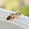 Anaspis maculata